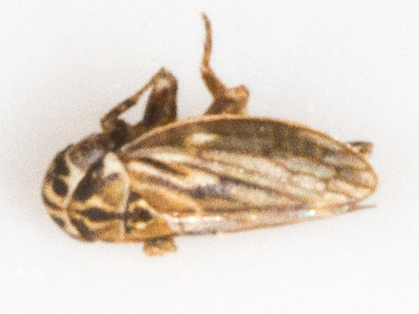 Anaceratagallia ribauti